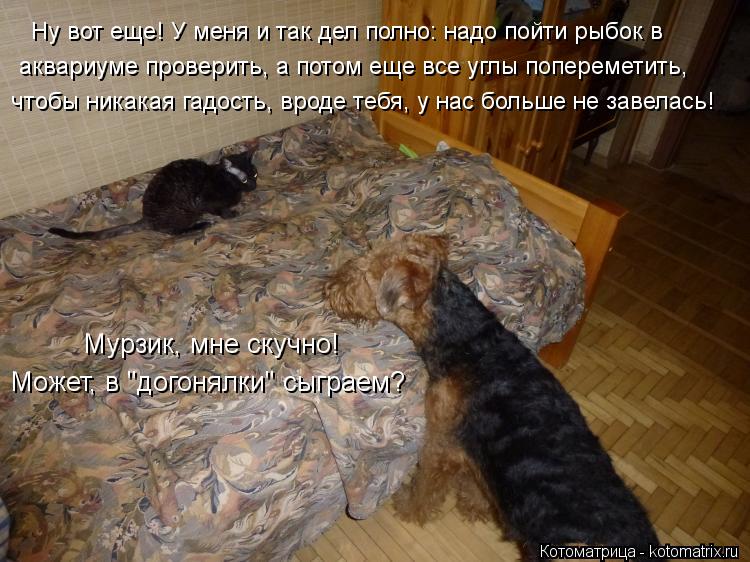 Мурзик, мне скучно! Может, в "догонялки" сыграем? Ну вот еще! У меня и так дел полно: надо пойти рыбо... Котоматрица: Мурзик, мне скучно! Может, в "догонялки" сыграем? Ну вот еще! У меня и так дел полно: надо пойти рыбок в аквариуме проверить, а потом еще все угл