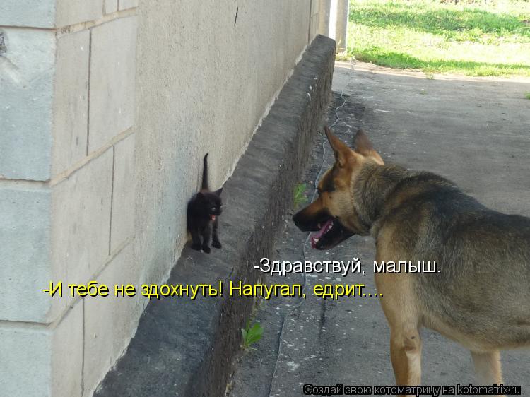 Котоматрица: -Здравствуй, малыш. -И тебе не здохнуть! Напугал, едрит....