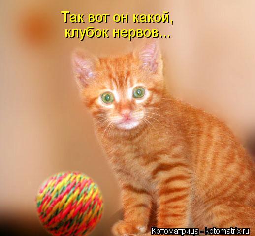 Так вот он какой, клубок нервов...... Котоматрица: Так вот он какой, клубок нервов...