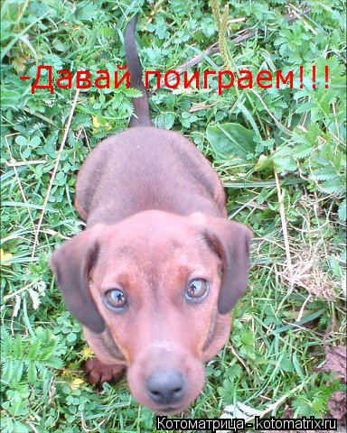 -Давай поиграем!!!... Котоматрица: -Давай поиграем!!!