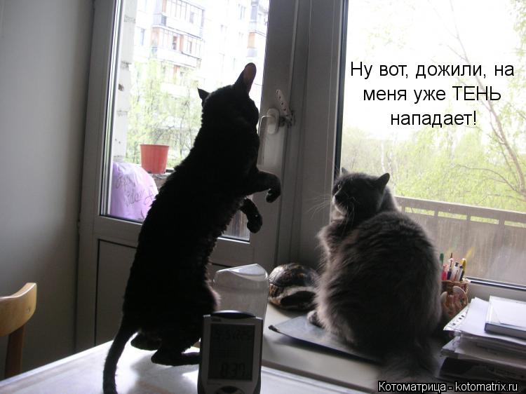 Ну вот, дожили, на меня уже ТЕНЬ нападает!... Котоматрица: Ну вот, дожили, на меня уже ТЕНЬ нападает!