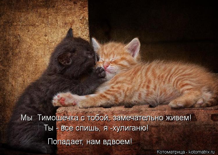 Попадает, нам вдвоем! Мы Тимошечка с тобой, замечательно живем! Ты - все спишь, я -хулиганю!... Котоматрица: Попадает, нам вдвоем! Мы Тимошечка с тобой, замечательно живем! Ты - все спишь, я -хулиганю!