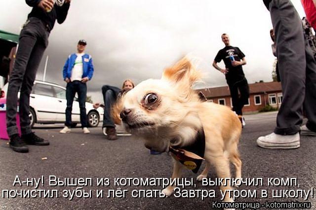 А-ну! Вышел из котоматрицы, выключил комп, почистил зубы и лёг спать. Завтра утром в школу!... Котоматрица: А-ну! Вышел из котоматрицы, выключил комп, почистил зубы и лёг спать. Завтра утром в школу!
