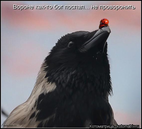 Котоматрица: Вороне как-то бог послал... не проворонить