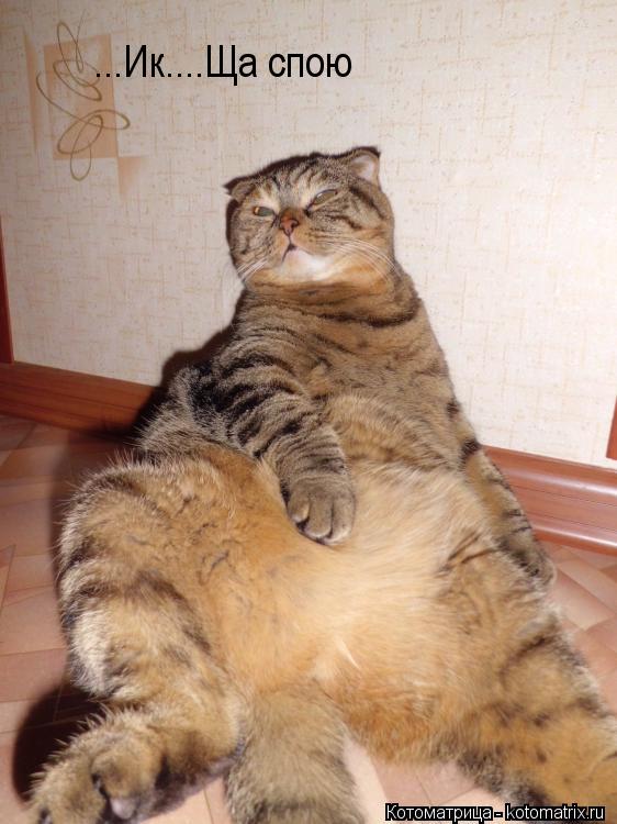 ...Ик....Ща спою... Котоматрица: ...Ик....Ща спою