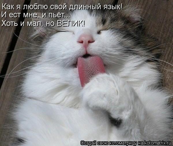 Как я люблю свой длинный язык! И ест мне, и пьёт... Хоть и мал, но ВЕЛИК!... Котоматрица: Как я люблю свой длинный язык! И ест мне, и пьёт... Хоть и мал, но ВЕЛИК!