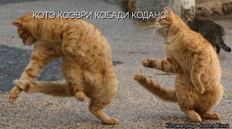 Котоматрица: КОТЭ КОЭВРИ КОБАДИ КОДАНС