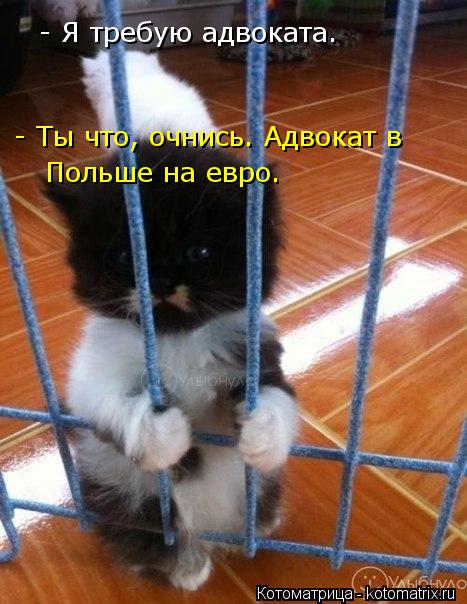 Котоматрица: - Я требую адвоката. - Ты что, очнись. Адвокат в  Польше на евро.