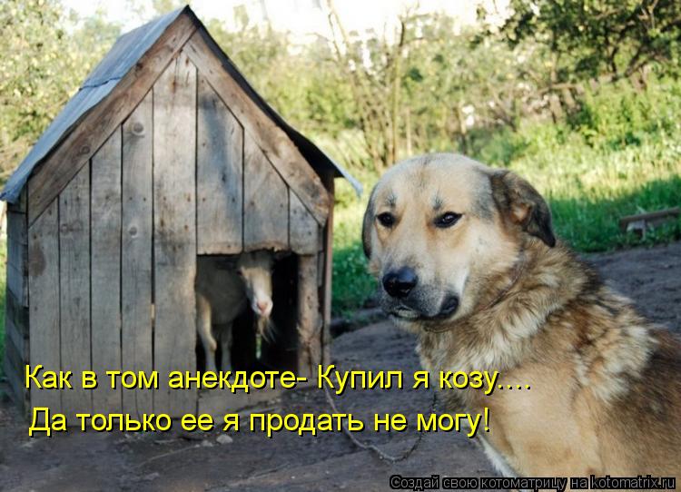Как в том анекдоте- Купил я козу.... Да только ее я продать не могу!... Котоматрица: Как в том анекдоте- Купил я козу.... Да только ее я продать не могу!