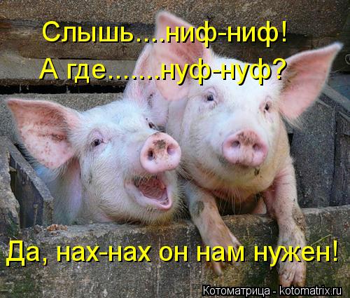 Котоматрица: Слышь....ниф-ниф! А где.......нуф-нуф? Да, нах-нах он нам нужен!