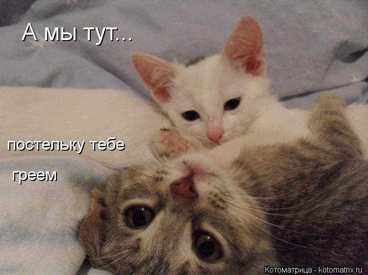 Котоматрица: А мы тут... постельку тебе  греем