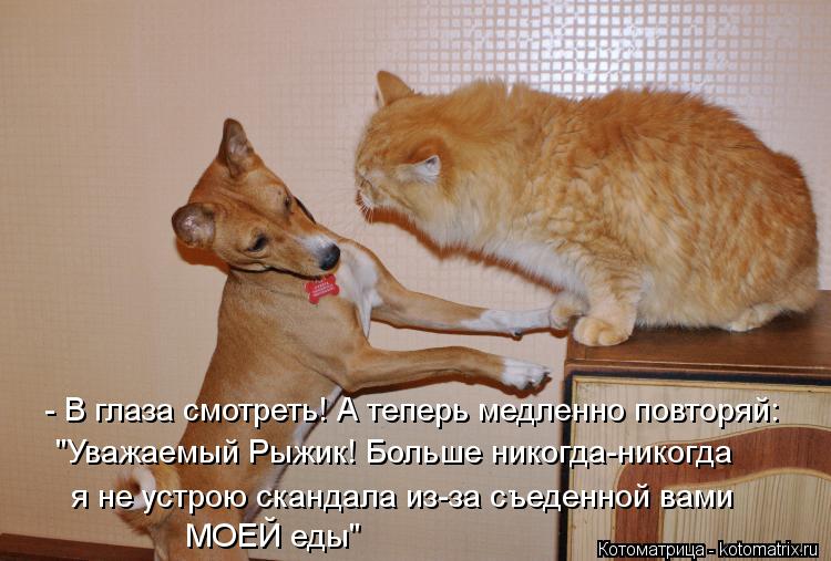 - В глаза смотреть! А теперь медленно повторяй: "Уважаемый Рыжик! Больше никогда-никогда я не устрою ... Котоматрица: - В глаза смотреть! А теперь медленно повторяй: "Уважаемый Рыжик! Больше никогда-никогда я не устрою скандала из-за съеденной вами МОЕЙ еды"