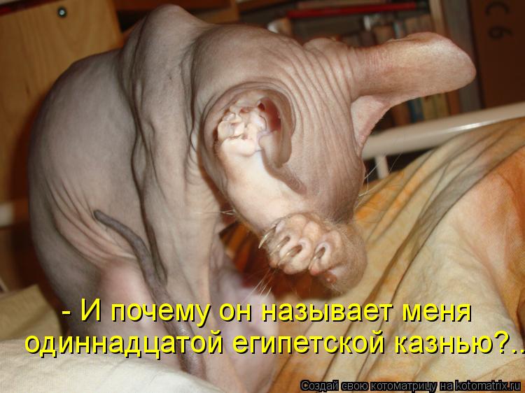 Котоматрица: - И почему он называет меня  одиннадцатой египетской казнью?..