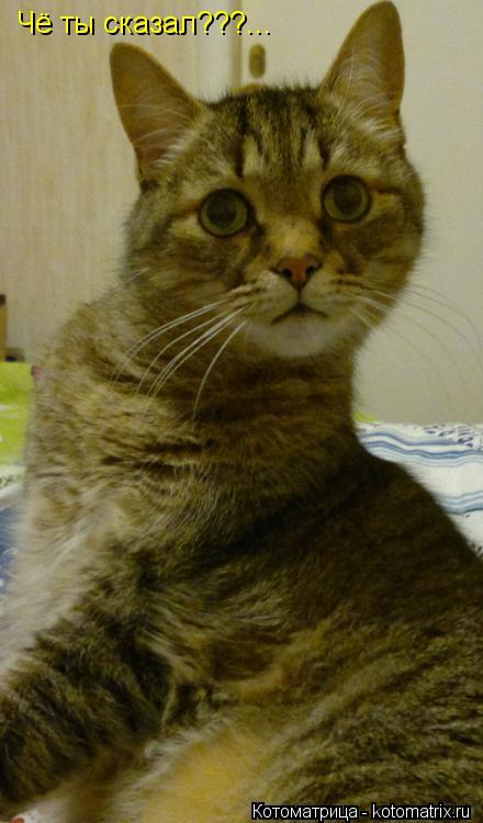 Чё ты сказал???...... Котоматрица: Чё ты сказал???...