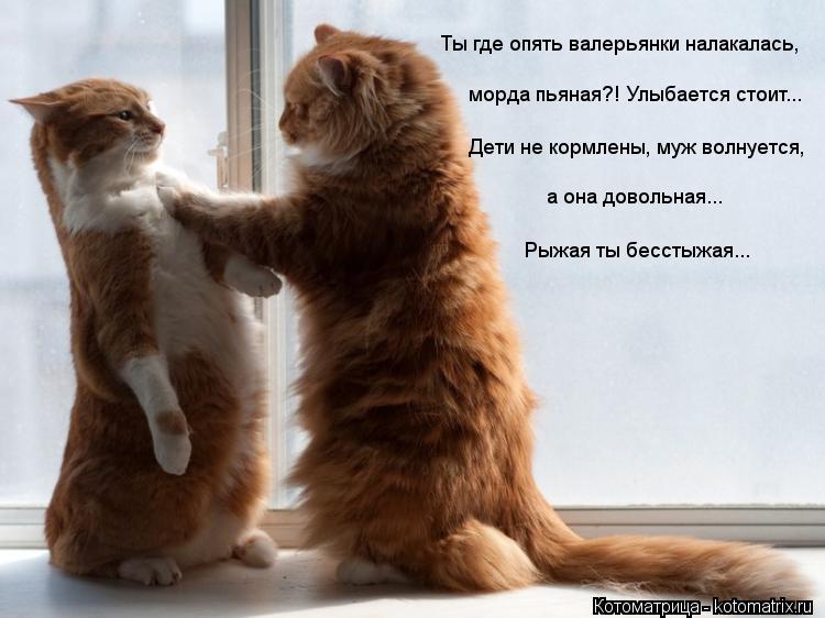 Ты где опять валерьянки налакалась, морда пьяная?! Улыбается стоит... Дети не кормлены, муж волнуетс... Котоматрица: Ты где опять валерьянки налакалась, морда пьяная?! Улыбается стоит... Дети не кормлены, муж волнуется, а она довольная... Рыжая ты бесстыжая...
