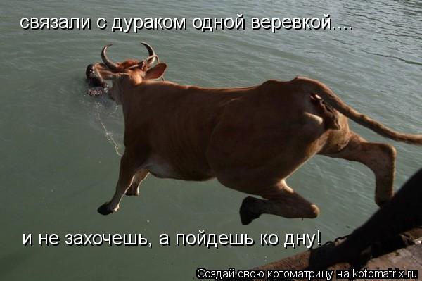 Котоматрица: связали с дураком одной веревкой.... и не захочешь, а пойдешь ко дну!