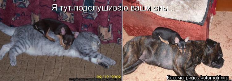 Я тут подслушиваю ваши сны...... Котоматрица: Я тут подслушиваю ваши сны...