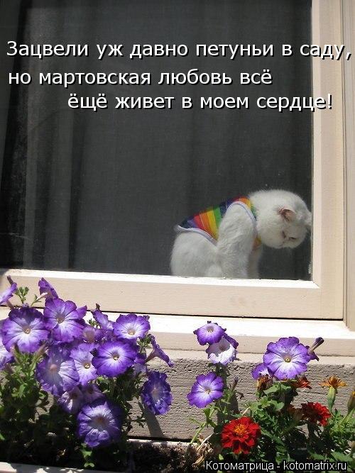 Котоматрица: Зацвели уж давно петуньи в саду, но мартовская любовь всё ёщё живет в моем сердце!