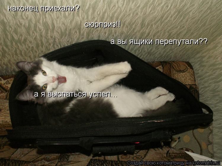 Котоматрица: наконец приехали? сюрприз!! а вы ящики перепутали?? а я выспаться успел...