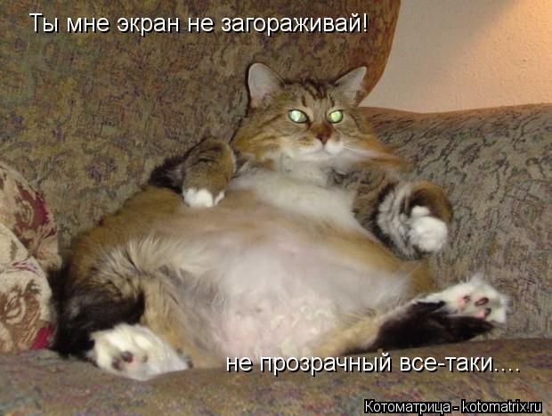 Ты мне экран не загораживай! не прозрачный все-таки....... Котоматрица: Ты мне экран не загораживай! не прозрачный все-таки....