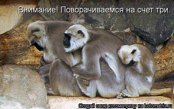 Внимание! Поворачиваемся на счет три.... Котоматрица: Внимание! Поворачиваемся на счет три.