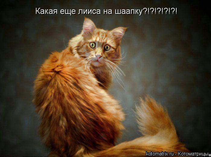 Котоматрица: Какая еще лииса на шаапку?!?!?!?!?!