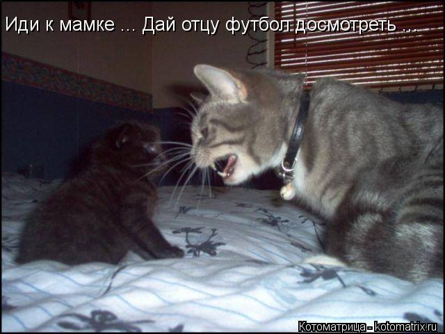 Котоматрица: Иди к мамке ... Дай отцу футбол досмотреть ...