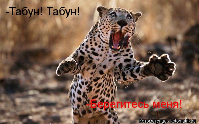 -Табун! Табун! -Берегитесь меня!... Котоматрица: -Табун! Табун! -Берегитесь меня!