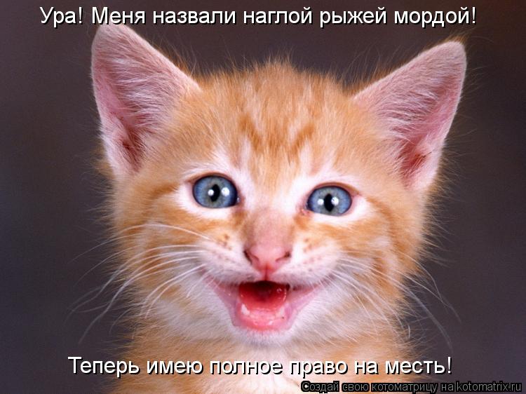 Котоматрица: Ура! Меня назвали наглой рыжей мордой! Теперь имею полное право на месть!