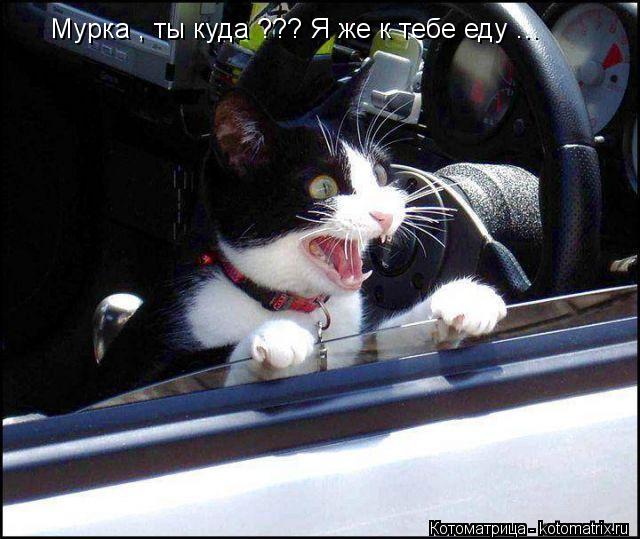 Котоматрица: Мурка , ты куда ??? Я же к тебе еду ...