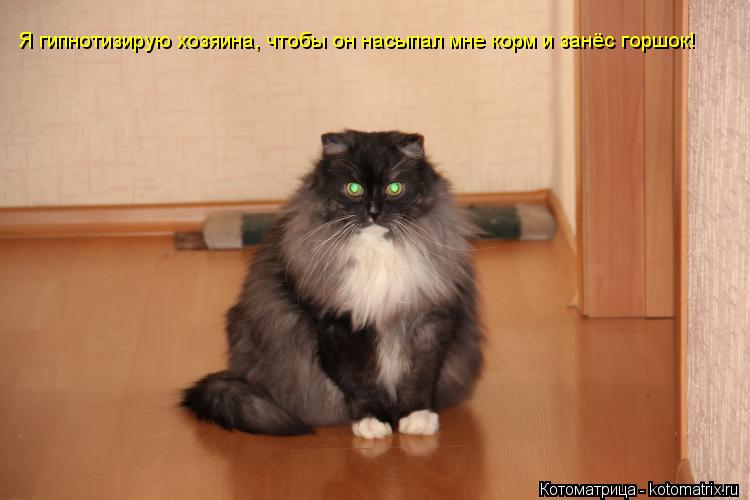 Я гипнотизирую хозяина, чтобы он насыпал мне корм и занёс горшок!... Котоматрица: Я гипнотизирую хозяина, чтобы он насыпал мне корм и занёс горшок!