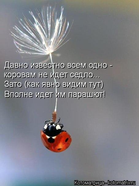 Давно известно всем одно - коровам не идет седло... Зато (как явно видим тут) Вполне идет им парашют!... Котоматрица: Давно известно всем одно - коровам не идет седло... Зато (как явно видим тут) Вполне идет им парашют!