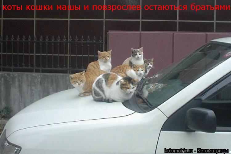 коты кошки машы и повзрослев остаються братьями... Котоматрица: коты кошки машы и повзрослев остаються братьями