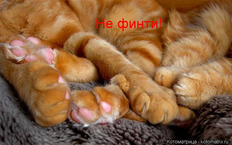 Не финти!... Котоматрица: Не финти!