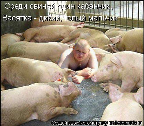 Среди свиней один кабанчик , Васятка - дикий, голый мальчик... Котоматрица: Среди свиней один кабанчик , Васятка - дикий, голый мальчик