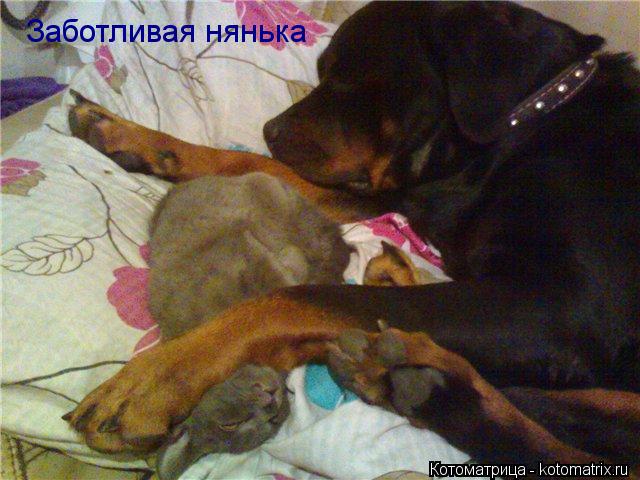 Котоматрица: Заботливая нянька