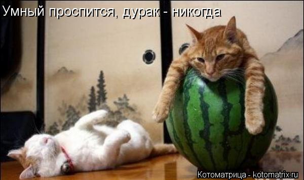 Умный проспится, дурак - никогда... Котоматрица: Умный проспится, дурак - никогда