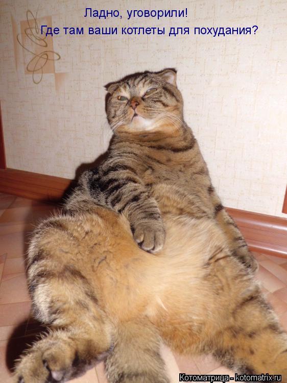 Котоматрица: Ладно, уговорили!  Где там ваши котлеты для похудания?