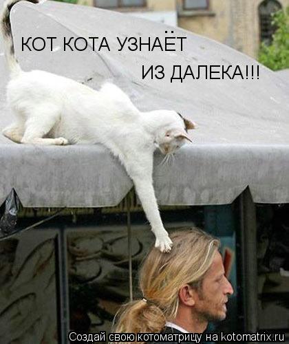 Котоматрица: КОТ КОТА УЗНАЕТ ИЗ ДАЛЕКА!!! ..