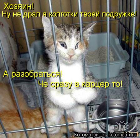 Хозяин! Ну не драл я колготки твоей подружке! А разобраться! Че сразу в карцер то!... Котоматрица: Хозяин! Ну не драл я колготки твоей подружке! А разобраться! Че сразу в карцер то!
