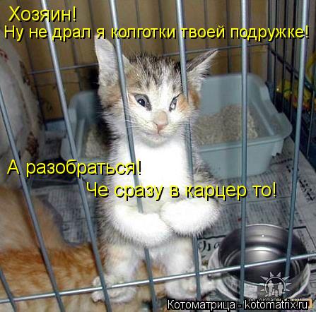 Котоматрица: Хозяин! Ну не драл я колготки твоей подружке! А разобраться! Че сразу в карцер то!