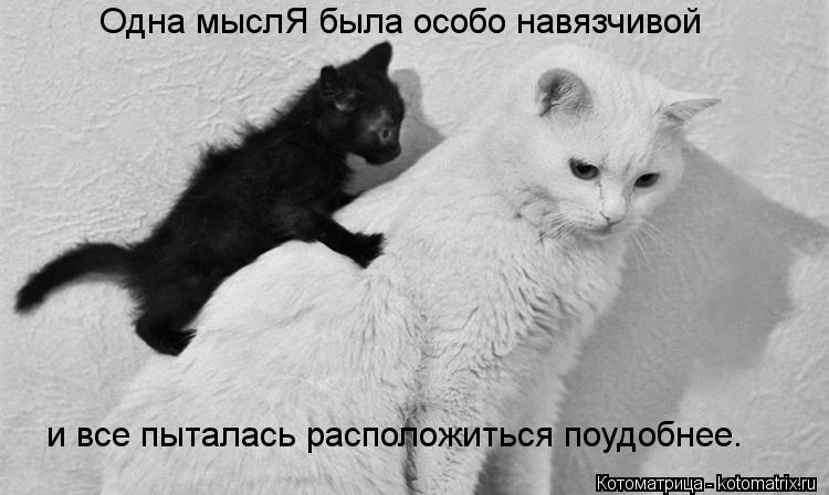 Котоматрица: Одна мыслЯ была особо навязчивой и все пыталась расположиться поудобнее.