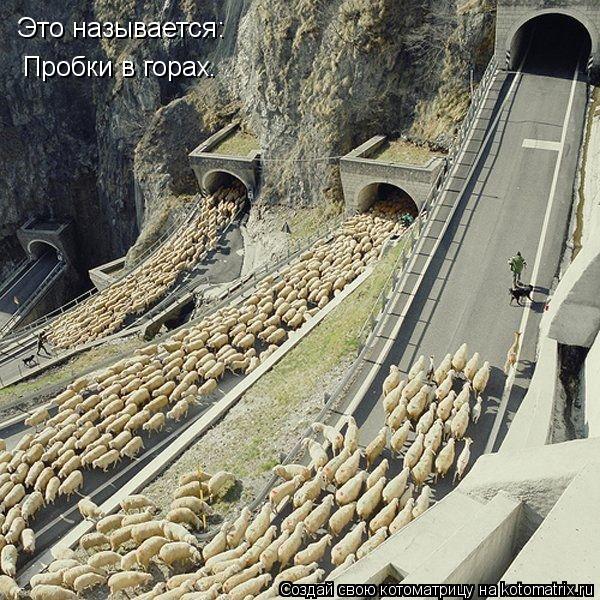 Котоматрица: Это называется: Пробки в горах.