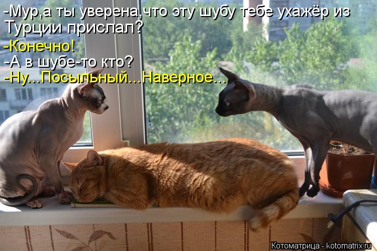 Турции прислал? -Конечно! -А в шубе-то кто? -Ну...Посыльный...Наверное... -Мур,а ты уверена,что эту ш... Котоматрица: Турции прислал? -Конечно! -А в шубе-то кто? -Ну...Посыльный...Наверное... -Мур,а ты уверена,что эту шубу тебе ухажёр из