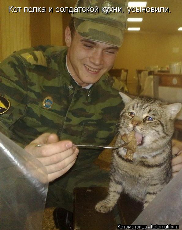 Кот полка и солдатской кухни. усыновили.... Котоматрица: Кот полка и солдатской кухни. усыновили.