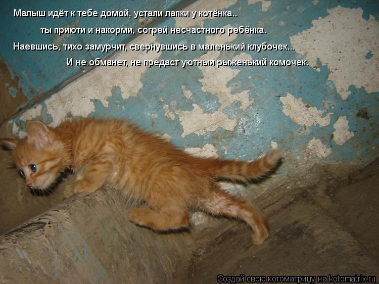 Малыш идёт к тебе домой, устали лапки у котёнка.. ты приюти и накорми, согрей несчастного ребёнка. На... Котоматрица: Малыш идёт к тебе домой, устали лапки у котёнка.. ты приюти и накорми, согрей несчастного ребёнка. Наевшись, тихо замурчит, свернувшись в мал