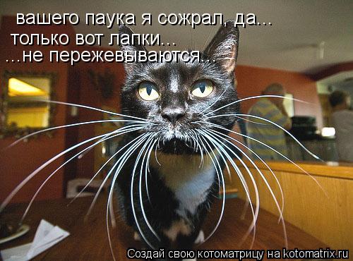 Котоматрица: вашего паука я сожрал, да... только вот лапки... ...не пережевываются...