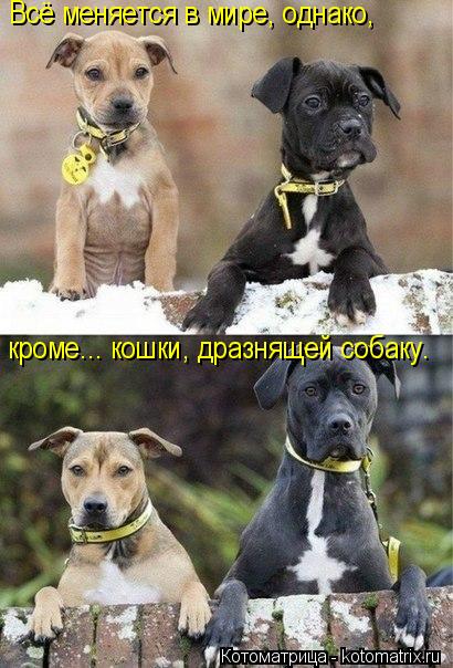 Всё меняется в мире, однако, кроме... кошки, дразнящей собаку.... Котоматрица: Всё меняется в мире, однако, кроме... кошки, дразнящей собаку.