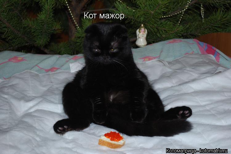 Котоматрица: Кот мажор
