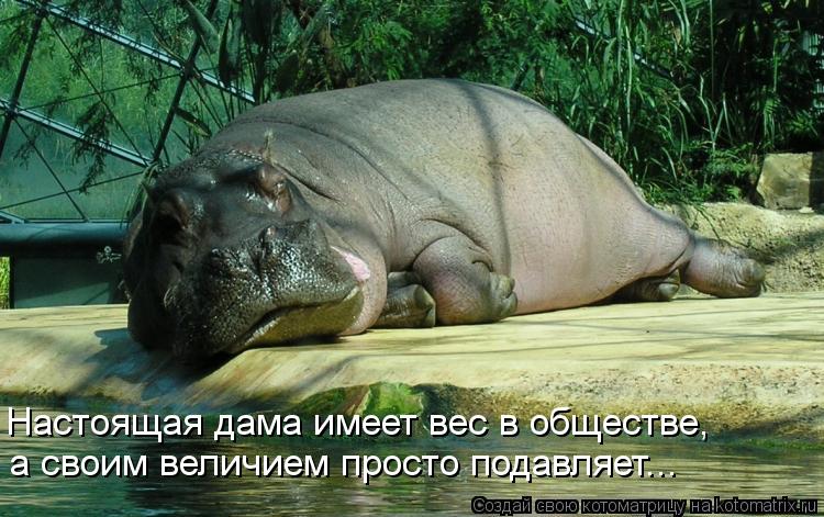 Настоящая дама имеет вес в обществе, а своим величием просто подавляет...... Котоматрица: Настоящая дама имеет вес в обществе, а своим величием просто подавляет...